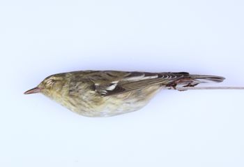 Media type: image;   Ornithology 294603 Description: Dendroica striata;  Aspect: lateral